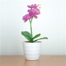 Everlasting Orchid with LED Lights - Purple